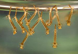 larvae nyamuk di genangan air